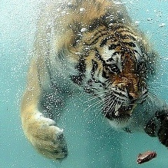 Рамин Бикмулин, 07.01, Москва