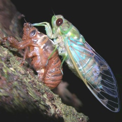 Олег Ульянов, 22.10, Москва