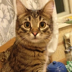 Алексей Герасимов, 21.04.1989, Москва