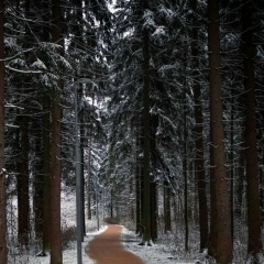 Евгений Масалов, Курск