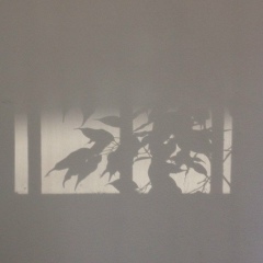 Анастасия Арцимович, 08.07.1985, Красноярск