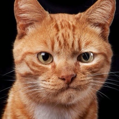 Роман Викторович, 25.05, Санкт-Петербург