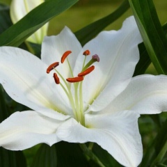 Лилия Годунова, 25.06, Санкт-Петербург