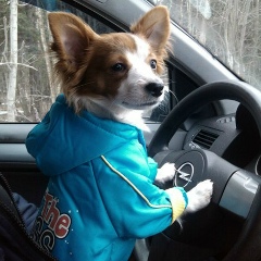 Роман Яковлев, Санкт-Петербург