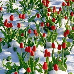 Залина Касиева, 15.12, Грозный