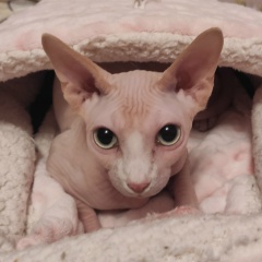 Евгения Шевченко, Красногорск