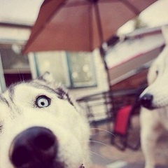 Василий Савченко, 16.12, Ушарал