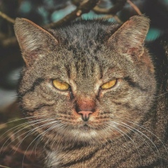 Жан Ж, 01.04.1994, Актау