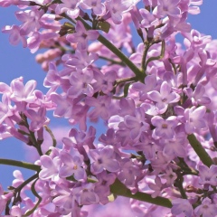 Светлана Осокина, 09.05