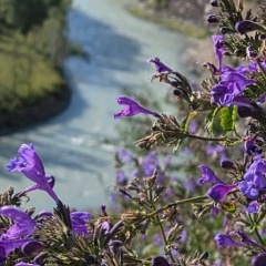 Vmiti Tel, Санкт-Петербург