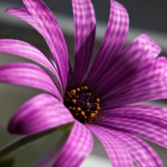 Диана Давлетова, Первоуральск