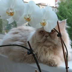 Никита Соломенников, 02.02.1993, Ижевск