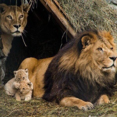 Тимур Расулов, 01.07, Montréal