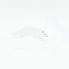 Владимир Лангуев, Петрозаводск