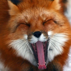 Натаха Лисова, 13.02.1986, Санкт-Петербург