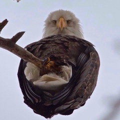 Aslan Aslanov, 23.04.1993