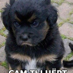 Астемир Бештоев