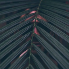 Дмитрий Калинин