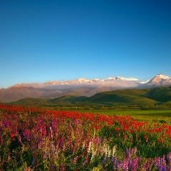 Алексей Фвечтоде, 15.07