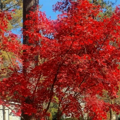 Эржена Аюшеева, 01.01