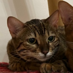 Лотта Гольдфарб, 17.11