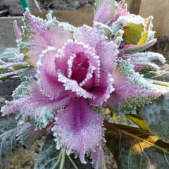 Наталья Павлова, 04.05.1981, Кириши