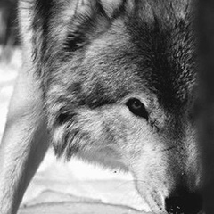 Турал Джафаров, 08.06