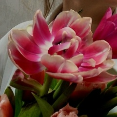 Наталья Корнева, Калуга