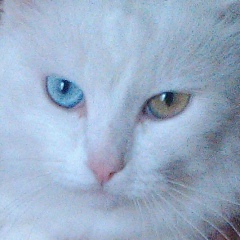 Александр Мурашов, Саранск