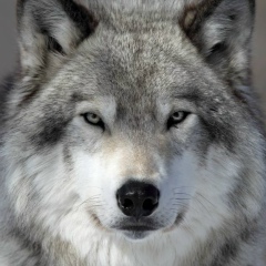 Саят Каналов, Астана