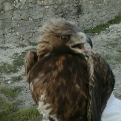 Али Курбанов, Махачкала