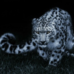 Андрей Зайцев, Санкт-Петербург