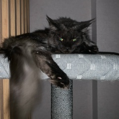 Александр Тарасенко, 19.02.1996, Los Angeles