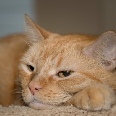 Сергей Кузнецов, 12.06, Санкт-Петербург