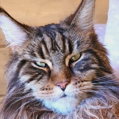 Ксения Книга, 06.11.1986, Санкт-Петербург