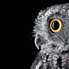 Андрей Лысенко, Санкт-Петербург