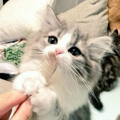 Людмила Лозовая