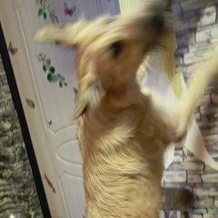 Koksuets Koksuets, Санкт-Петербург