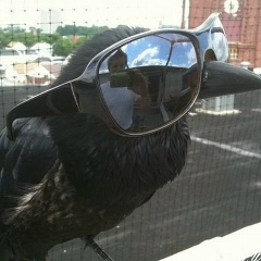 Darth Whillmar, 11.01, Волгоград