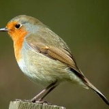 Rob London, 13.11, London