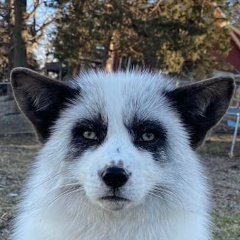 Елисей Пузько, Москва