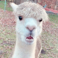 Ди-Ди Па, Кагул