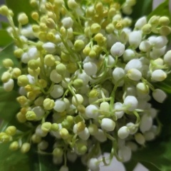 Людмила Галенко, 16.11