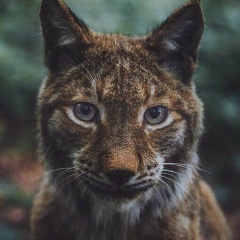 Тут Я, 08.05, Hobart