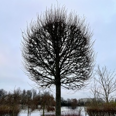 Елена Окулова, Санкт-Петербург
