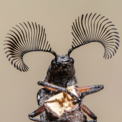 Денис Никифоров, 24.02.1982, Ульяновск