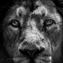 Алексей Шену, 22.05.1987