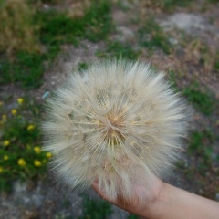 Айткуль Жакипова