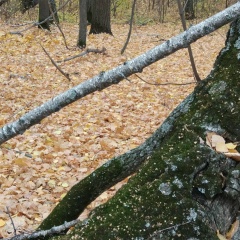 Гульназ Баширова, Уфа