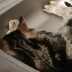 Серёга Тойгильдин, 15.06.1990, Йошкар-Ола